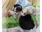 Basset Hound-Cavalier King Charles Spaniel Mix PUPPY FOR SALE ADN-765199 -