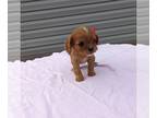 Cavalier King Charles Spaniel PUPPY FOR SALE ADN-765203 - Cavalier puppy