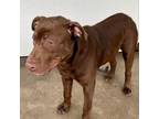 Adopt Moose a Chocolate Labrador Retriever