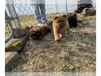Chow Chow PUPPY FOR SALE ADN-765501 - Chow chow puppies