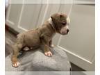 Olde English Bulldogge PUPPY FOR SALE ADN-765295 - Olde English Bulldogge Blue