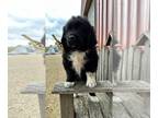 Newfoundland PUPPY FOR SALE ADN-765195 - Newfoundland Puppies