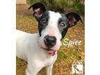 Adopt Spice a English Pointer, Mixed Breed