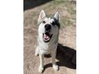 Adopt AVALANCHE a Siberian Husky, Alaskan Malamute