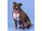 Adopt Spunky (ID 37226/526) a Pit Bull Terrier