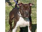 Adopt Isaac Newton in Gloucester VA a Pit Bull Terrier