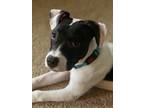 Adopt Alfie in Richmond VA a Pit Bull Terrier, Dalmatian