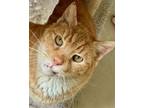 Adopt Marvin a Tabby