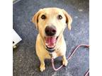 Adopt Jack a Labrador Retriever