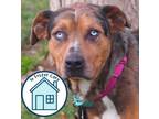 Adopt Otto a Mixed Breed