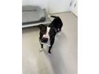 Adopt Harley a Staffordshire Bull Terrier