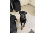 Adopt Clyde a Rottweiler