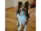 Adopt Earl Grey a Shetland Sheepdog / Sheltie