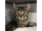 Adopt Valentine a Domestic Short Hair