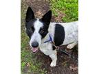 Adopt Jett a Cattle Dog