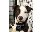 Adopt Chai a Pit Bull Terrier, Shepherd