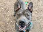 Adopt Abraham a Pit Bull Terrier