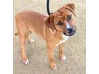 Adopt Roy Buster a Boxer