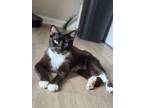 Adopt Hercules **SPONSORED ADOPTION** a Domestic Medium Hair