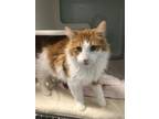 Adopt Dragon a Domestic Long Hair, Maine Coon