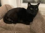 Adopt Sampson (Sammy) a Domestic Short Hair