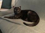 Adopt Cheech a Domestic Short Hair, Tabby