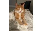 Adopt Benny a Domestic Short Hair, Tabby