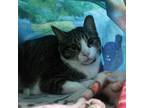 Adopt Birch (24-2356) a Domestic Short Hair