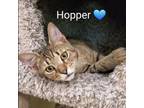 Adopt Hopper a Tabby, Domestic Short Hair