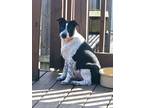 Adopt Aaron a Spitz, Border Collie