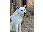 Adopt George a Jindo, Jack Russell Terrier