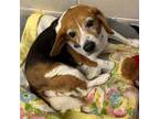 Adopt Trooper a Beagle