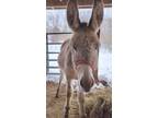 Adopt Cantaloupe & Jagger a Donkey