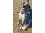 Adopt Buster a Australian Cattle Dog / Blue Heeler