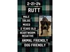 Adopt Rutt a Mixed Breed