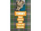 Adopt Timmy a American Shorthair