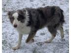 Adopt Atlas a Australian Shepherd