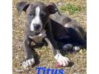 Adopt Titus a Labrador Retriever