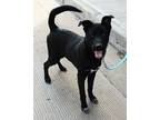 Adopt Pete a Black Labrador Retriever