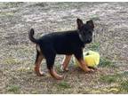 Adopt Peter a German Shepherd Dog