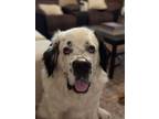 Adopt Bernie a Saint Bernard