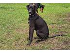 Adopt Wilson. a Black Labrador Retriever, Terrier