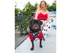 Adopt Francis *special needs* a Pug