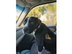 Adopt Parlor a Pit Bull Terrier, Labrador Retriever