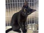 Adopt 1223-109 Mason a Domestic Short Hair