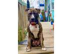 Adopt Birdy a Pit Bull Terrier