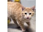 Adopt AC Brad a Domestic Short Hair