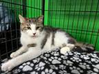 Adopt Blitzen a Domestic Short Hair