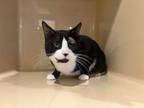 Adopt Landrace a Domestic Short Hair