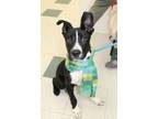 Adopt Oreo a German Shepherd Dog, Labrador Retriever